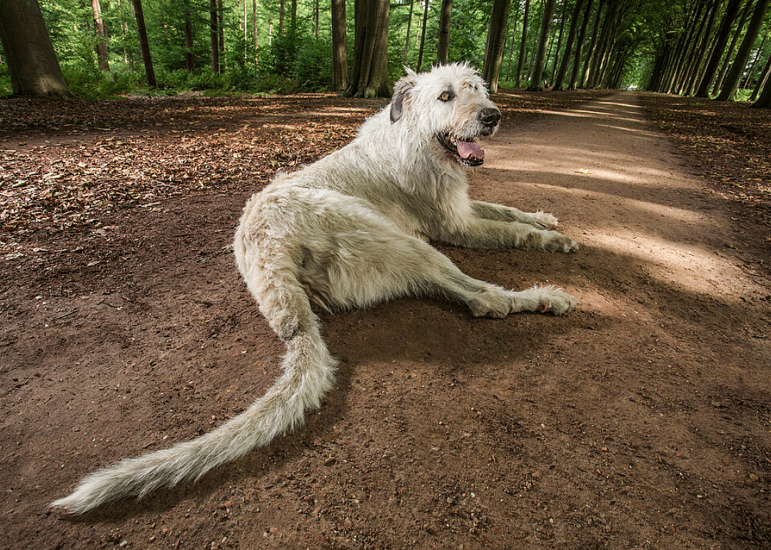 Longest tail on a dog