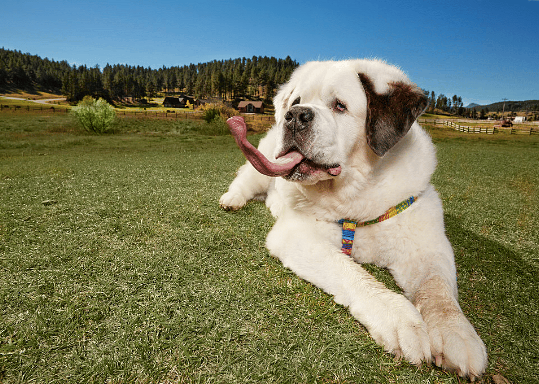 Longest tongue on a dog