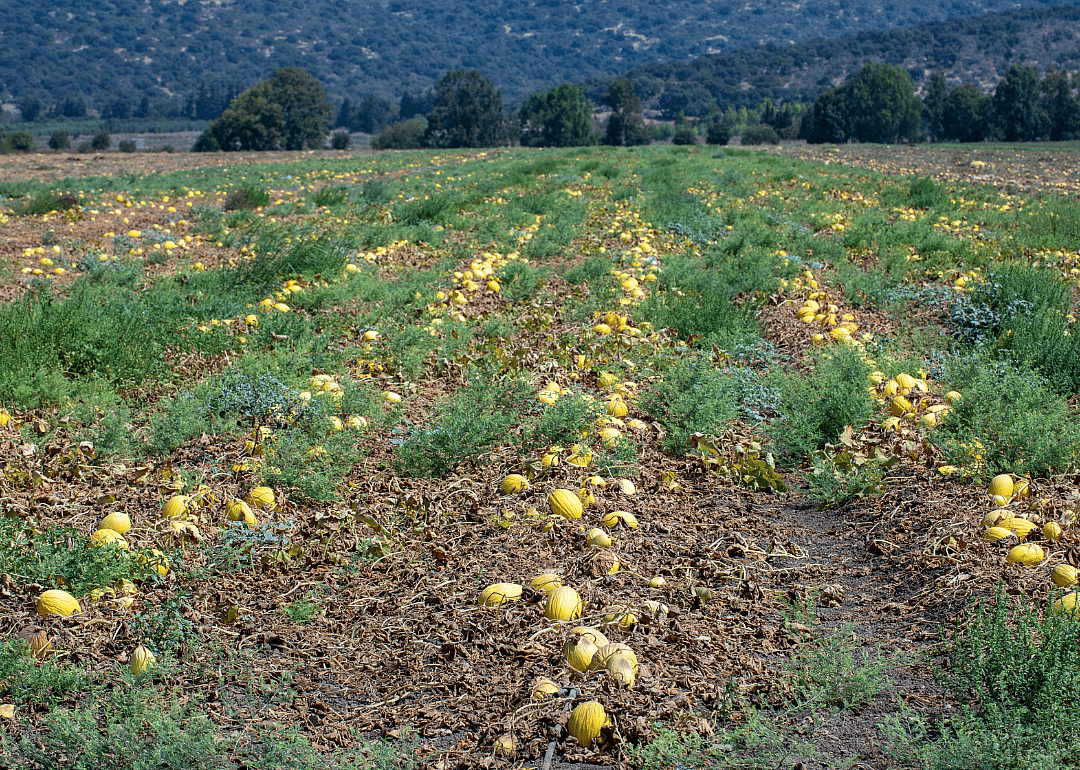 #18. Melons
