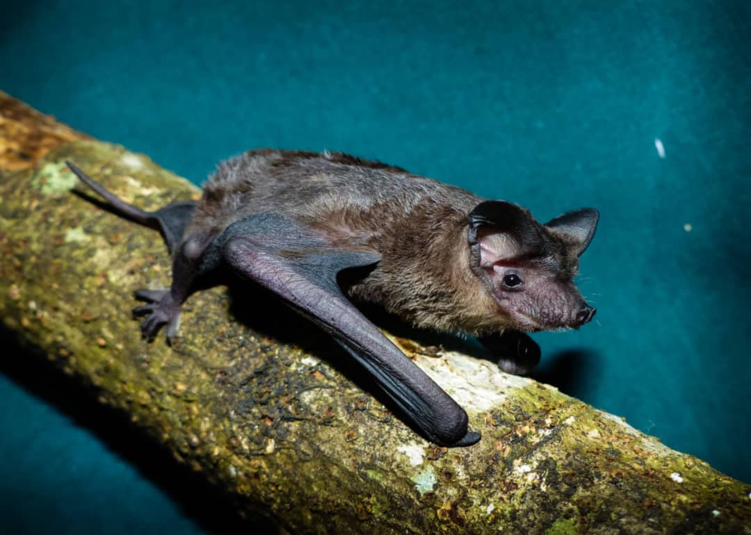 A microbat on a mossy tree.