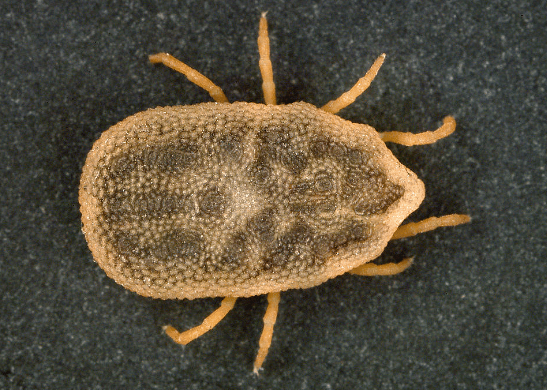 Soft tick