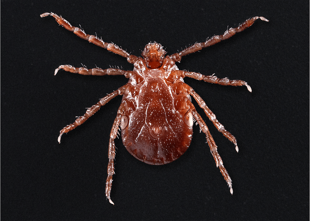 Asian longhorned tick