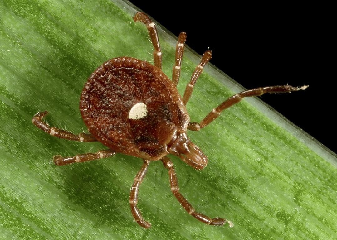 Lone star tick
