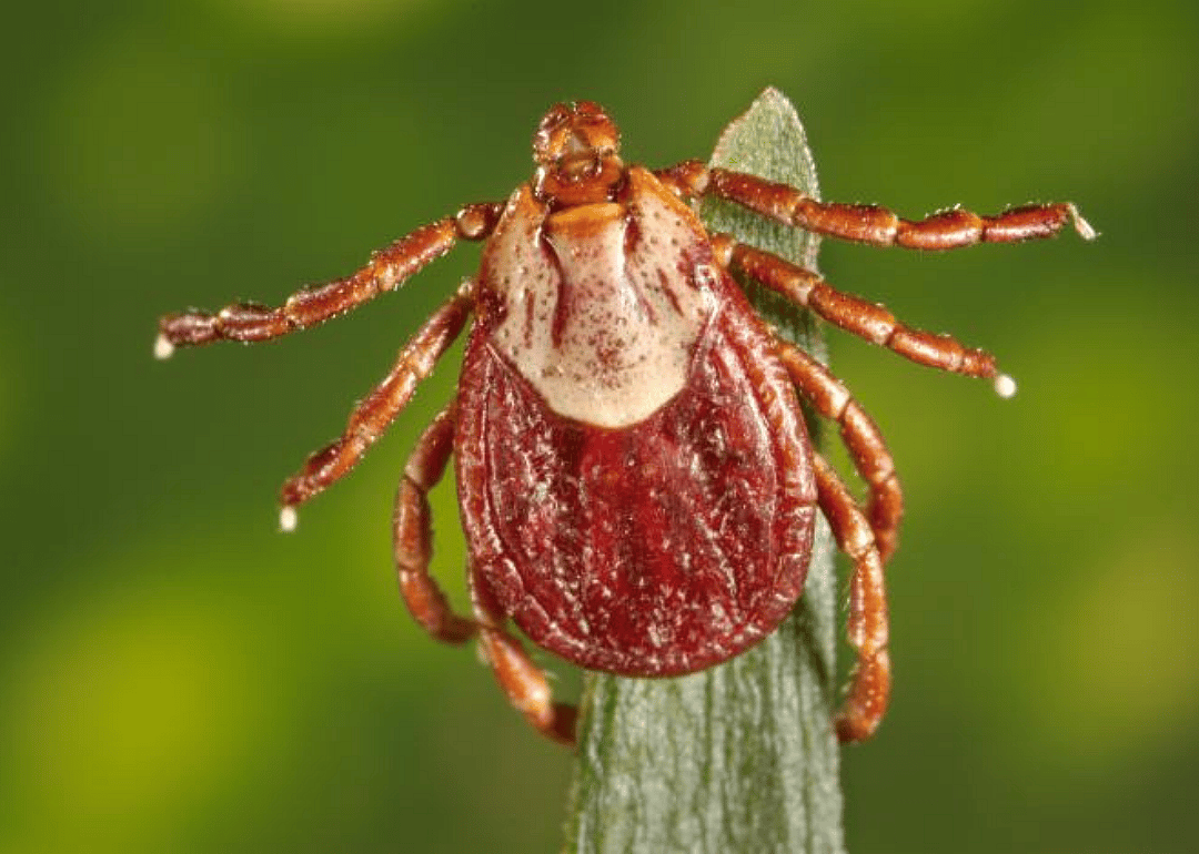Rocky Mountain wood tick