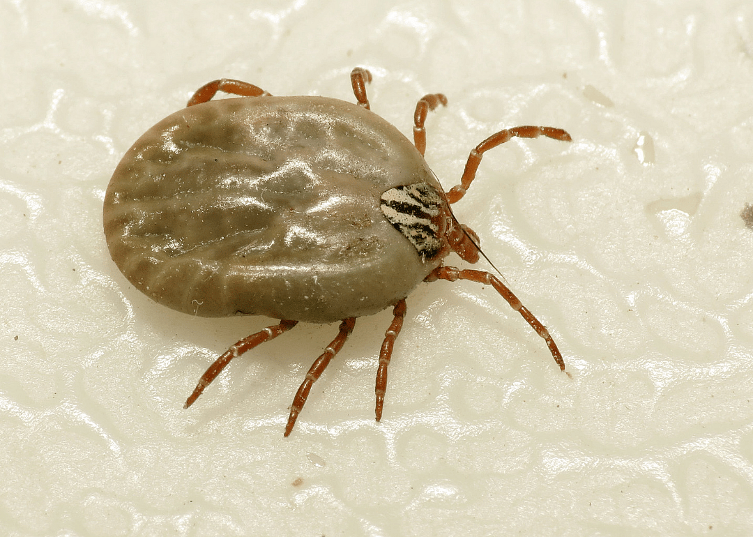 Gulf Coast tick