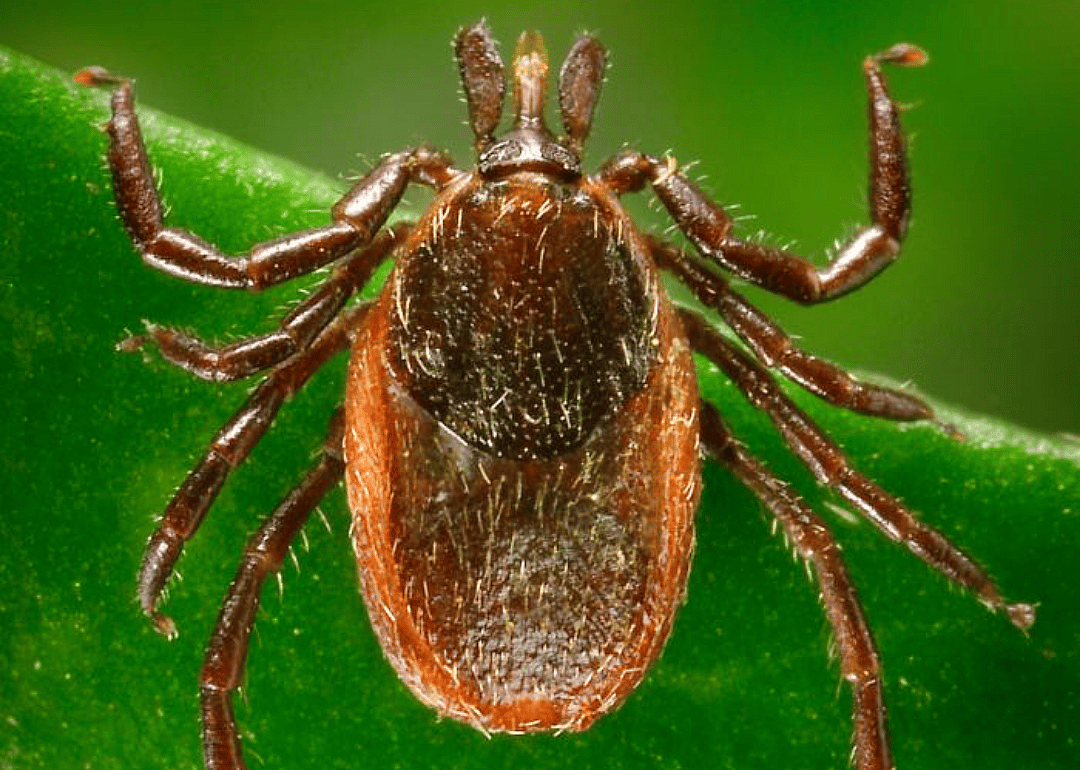 Western blacklegged tick