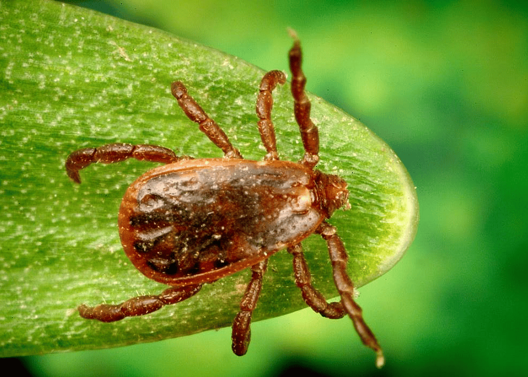Brown dog tick
