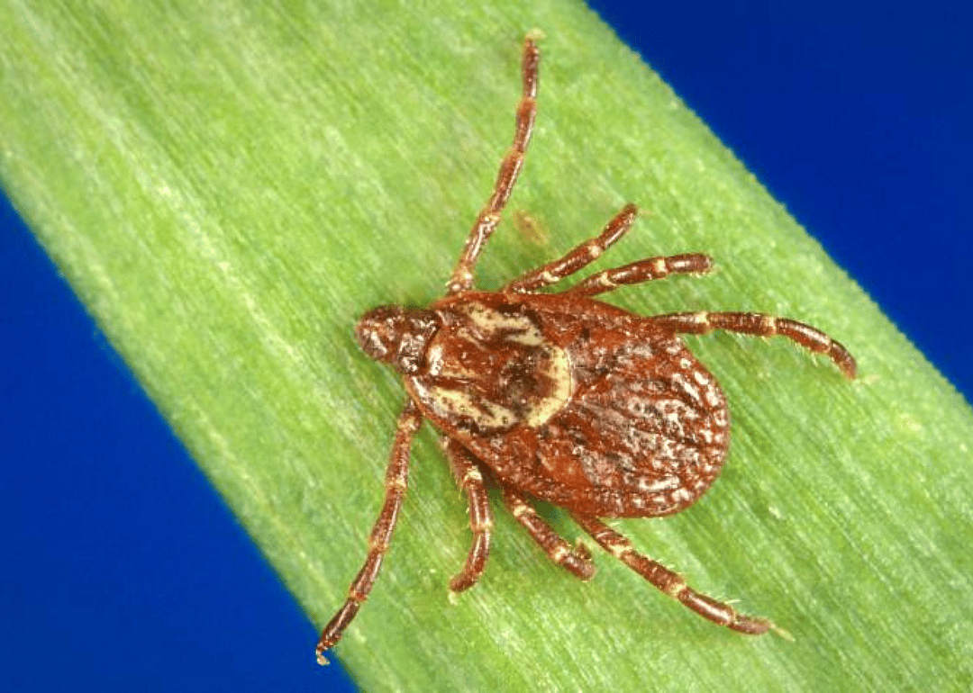 American dog tick