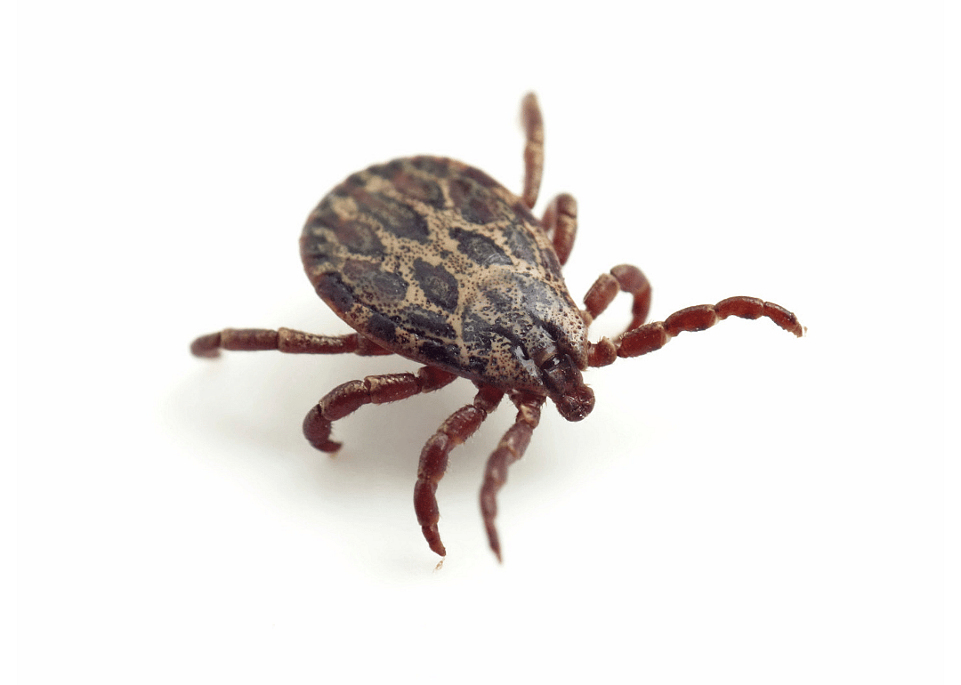 Blacklegged tick