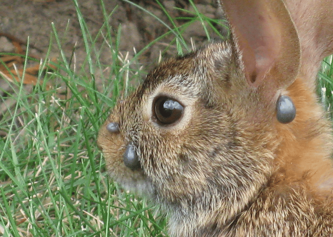 Groundhog tick