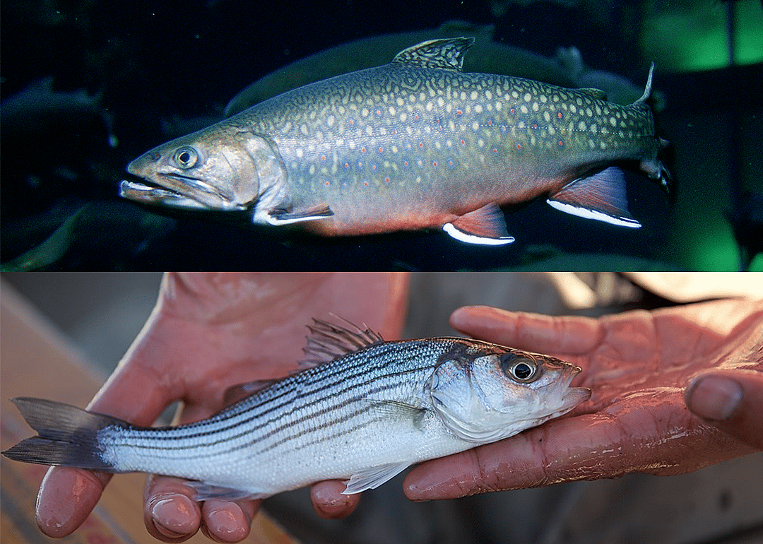 Answer: New Hampshire state fish