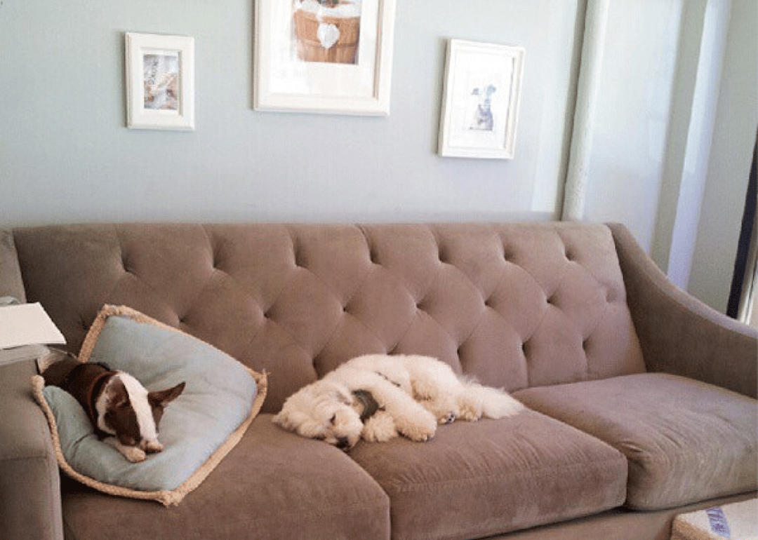 New York Dog Nanny