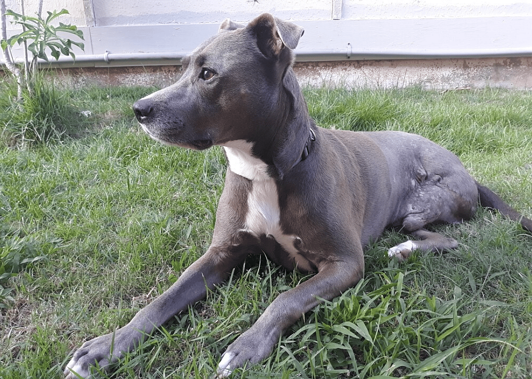 Hawaii: Oahu SPCA