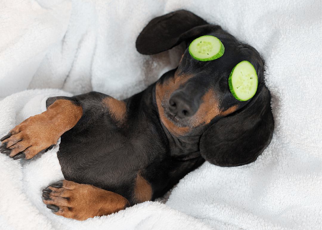 Olde Towne Pet Resort