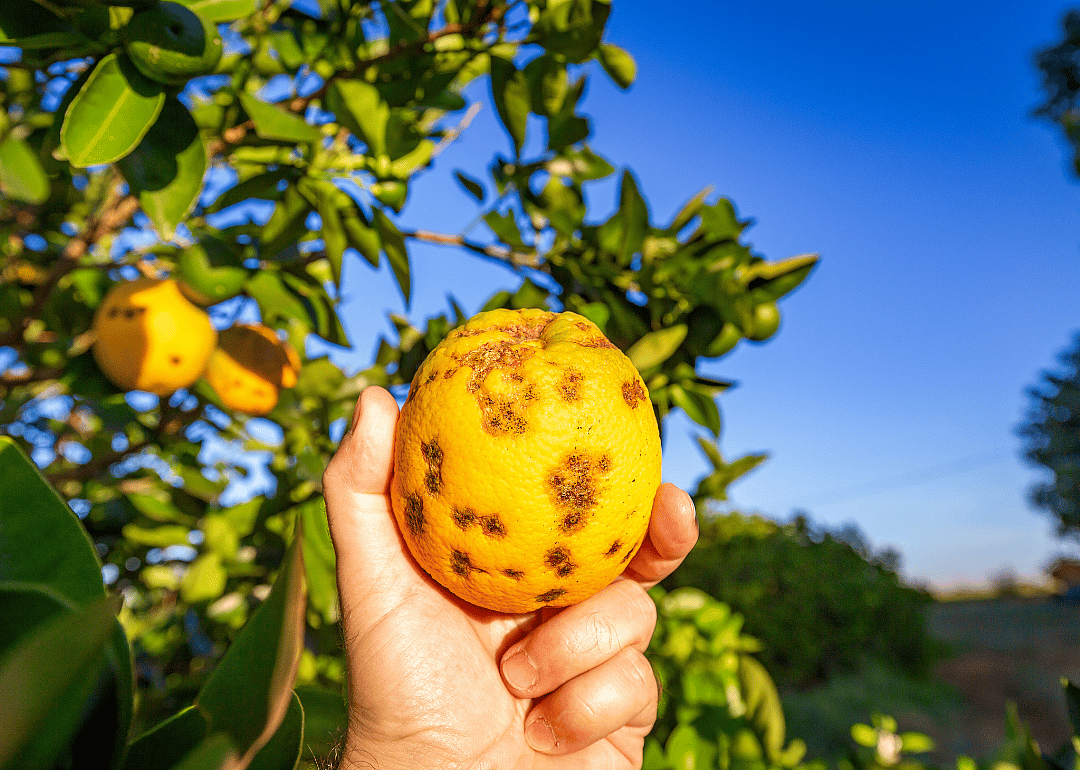 Brown spots on the skin of the orange.