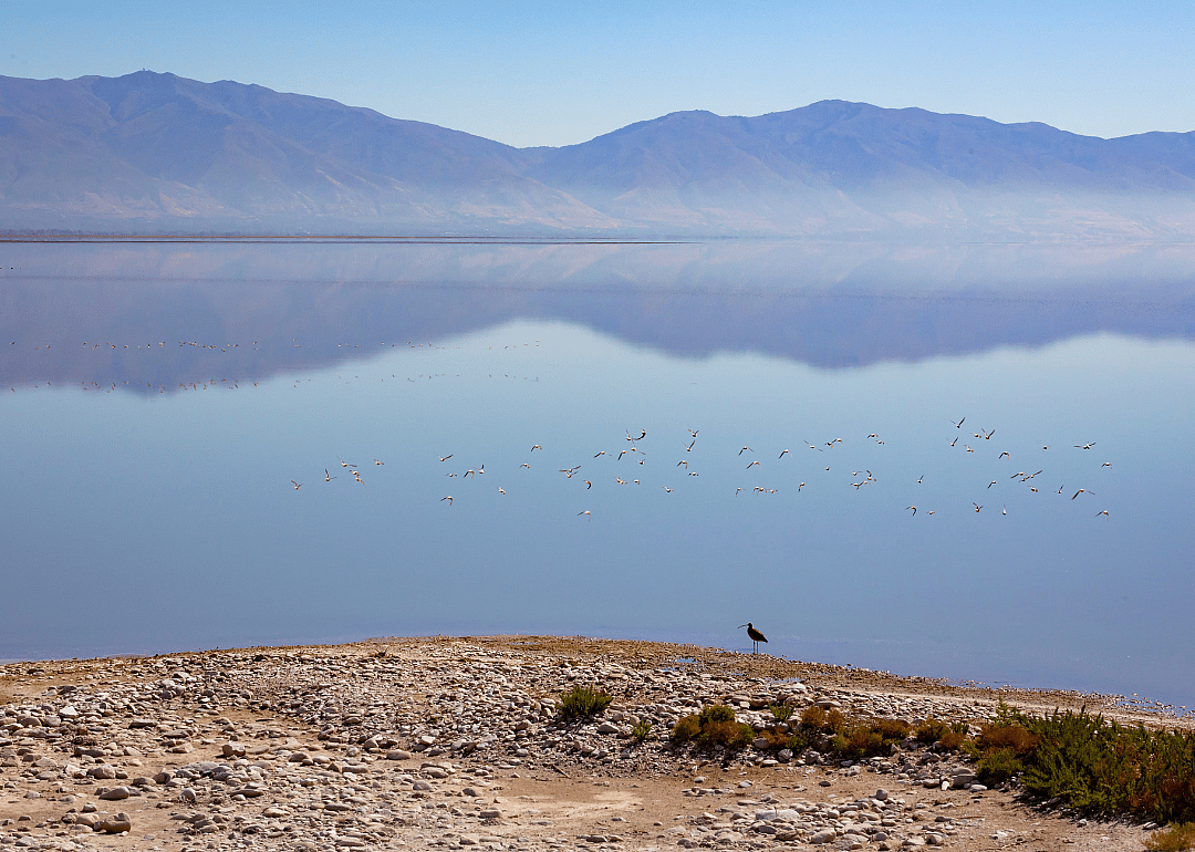 Birds on the Great Salt Lake.