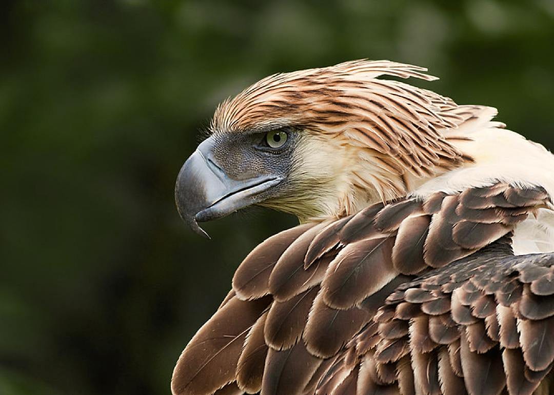 Philippine eagle