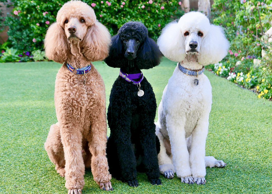 Three poodles.