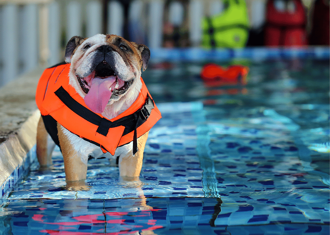 Red Dog Pet Resort & Spa