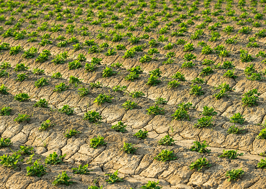 Rows of peanut plants growing in arid soil.