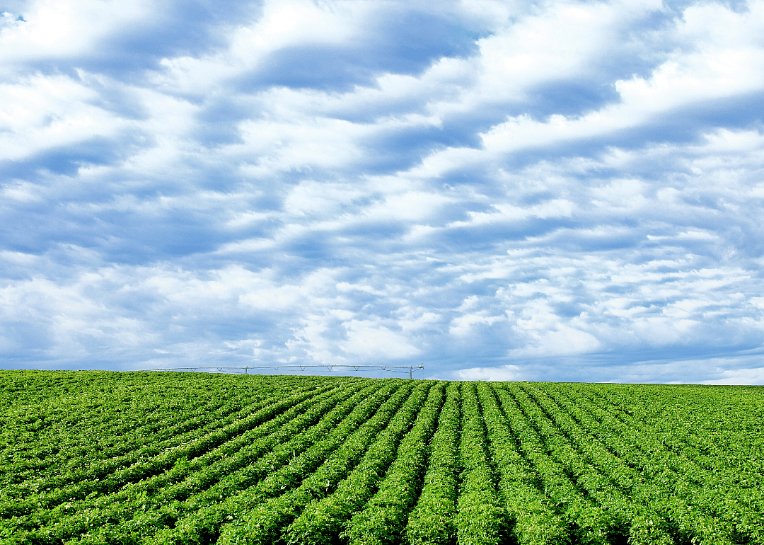 Rows of potatoes on a farm.