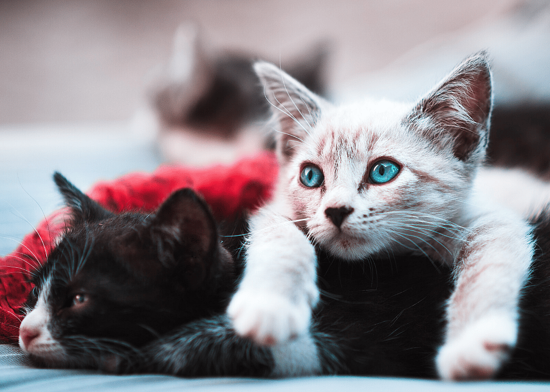 Mississippi: Southern Pines Animal Shelter