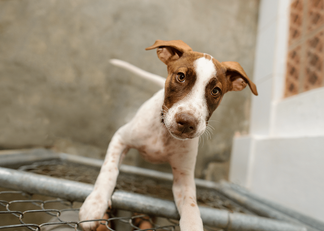 Wyoming: Laramie Peak Humane Society