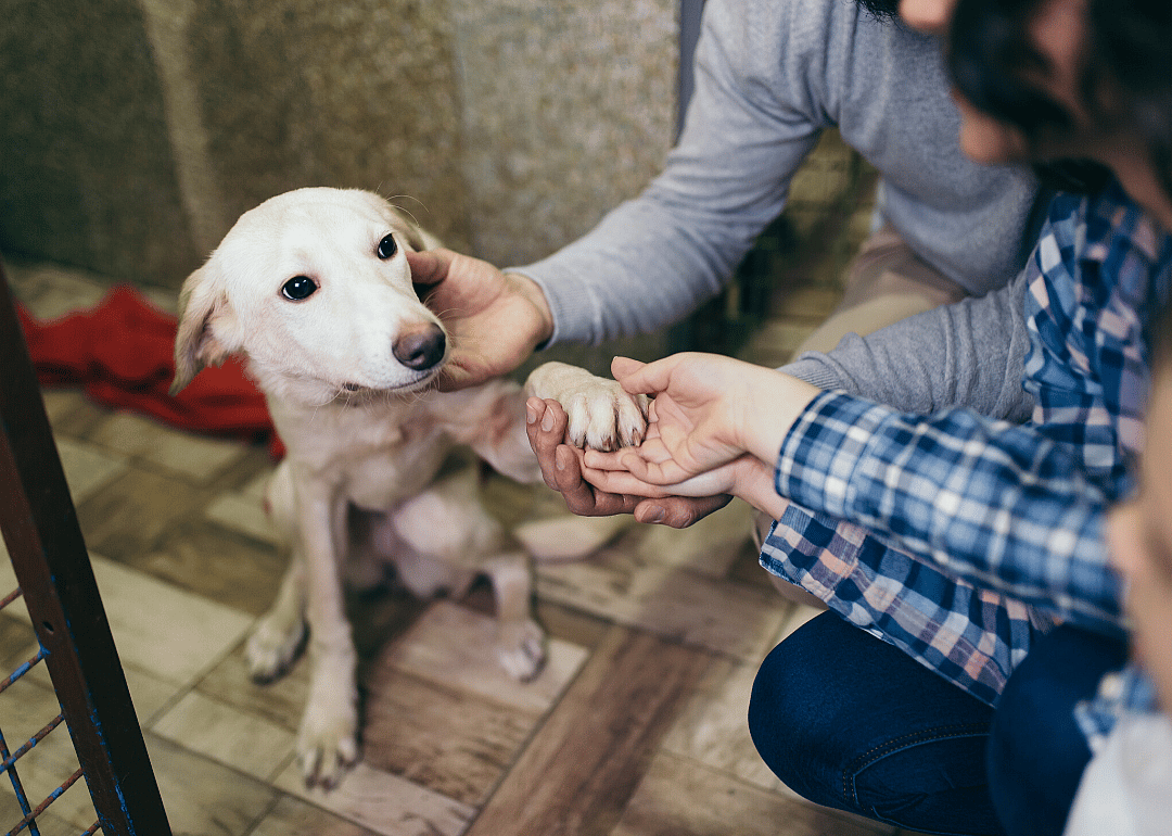 Kansas: Great Plains SPCA