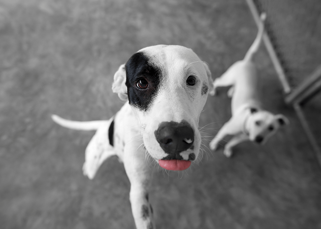 New Jersey: St. Hubert's Animal Welfare Center
