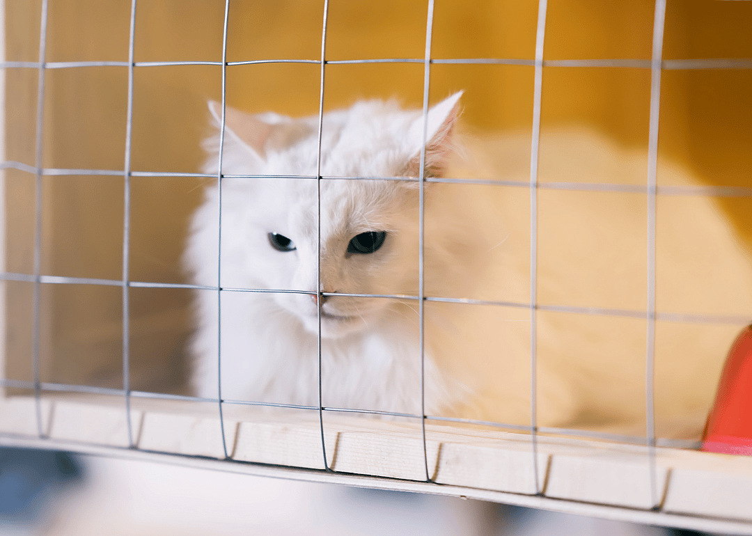 Wisconsin: Dane County Humane Society