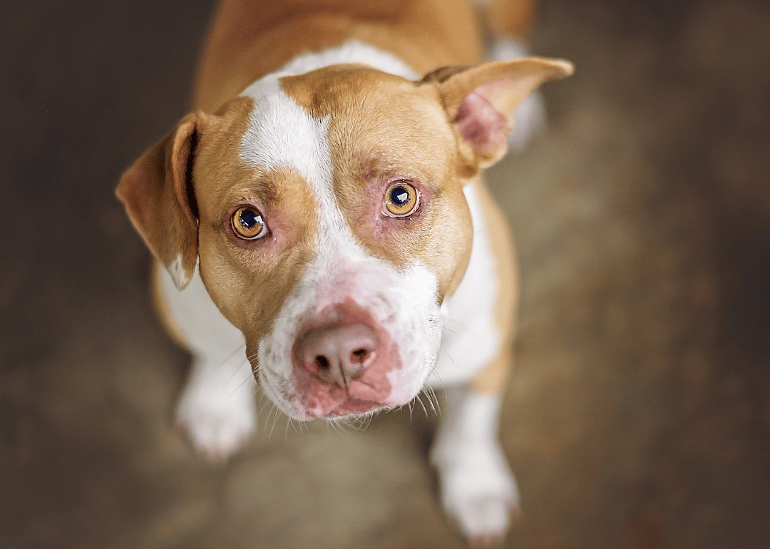 Alabama: City of Huntsville Animal Services