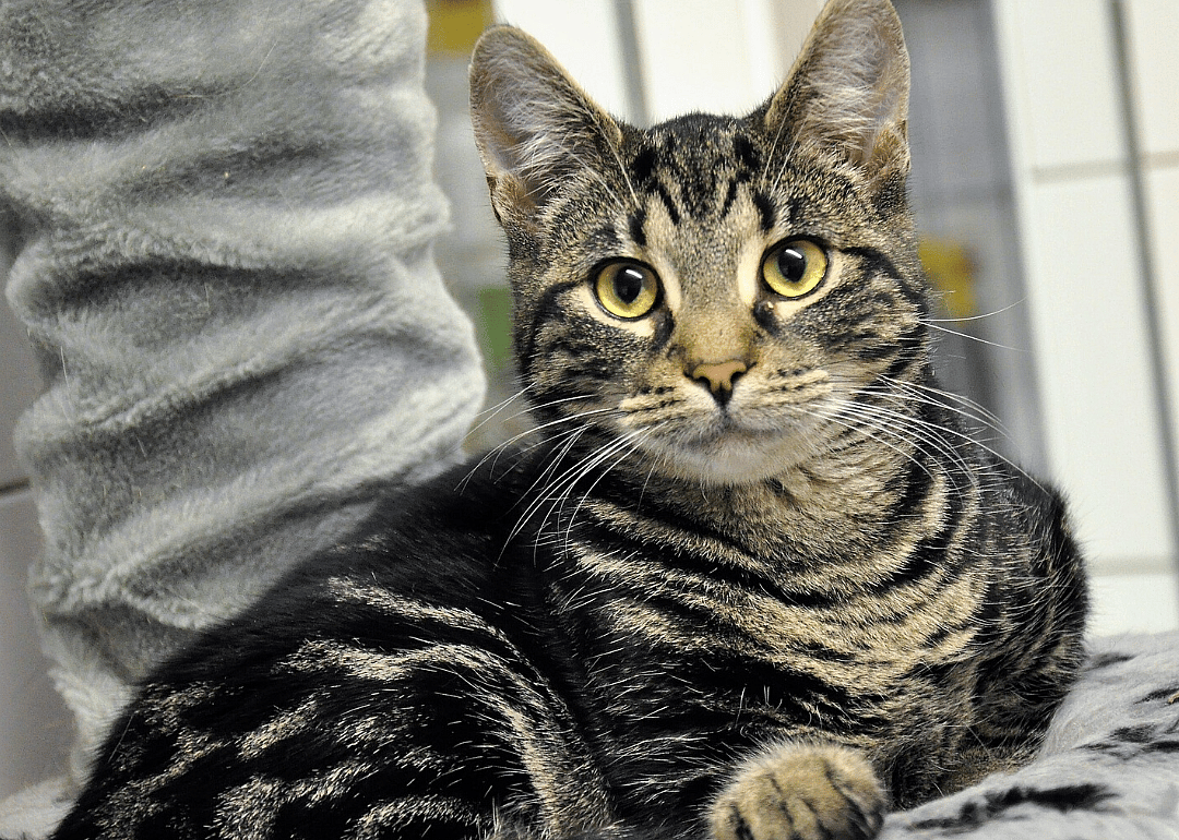 Oklahoma: Oklahoma Humane Society