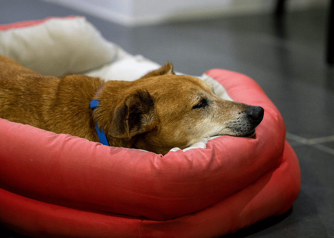 Colorado: Humane Society of Boulder Valley
