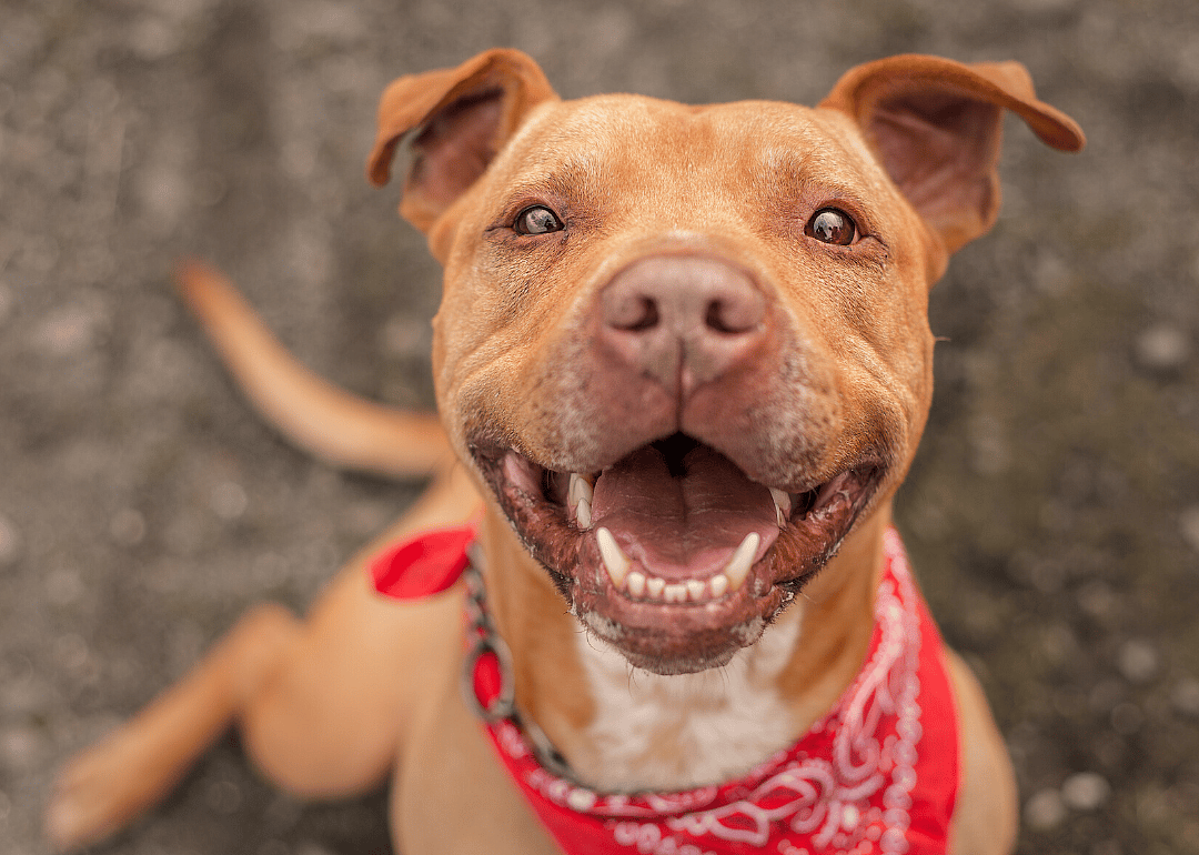 Minnesota: Tri-County Humane Society