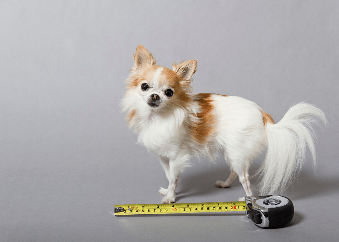 Smallest service dog