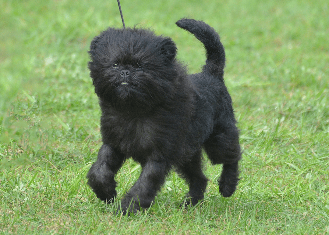 #11. Affenpinscher
