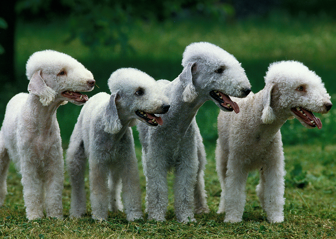 #10. Bedlington terrier