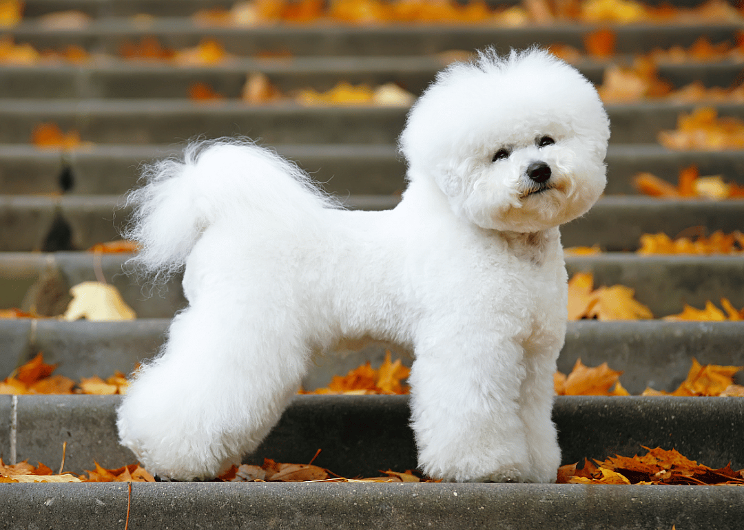 #6. Bichon frise