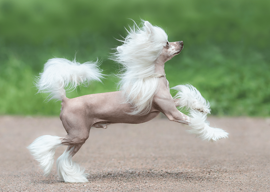 #7. Chinese crested