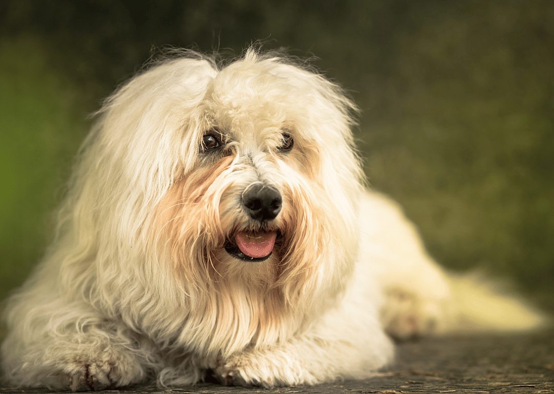 #8. Coton de tulear
