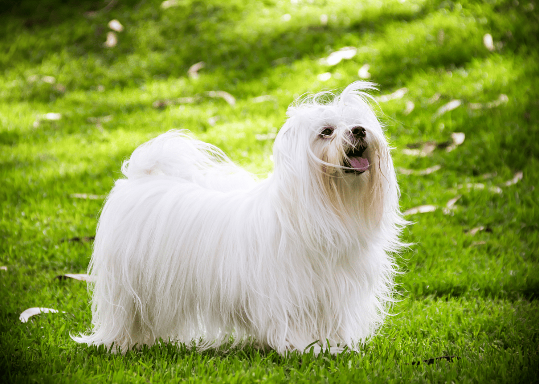 #5. Maltese