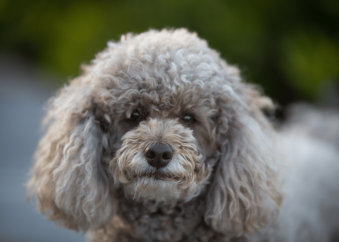 #1. Miniature poodle (tie)