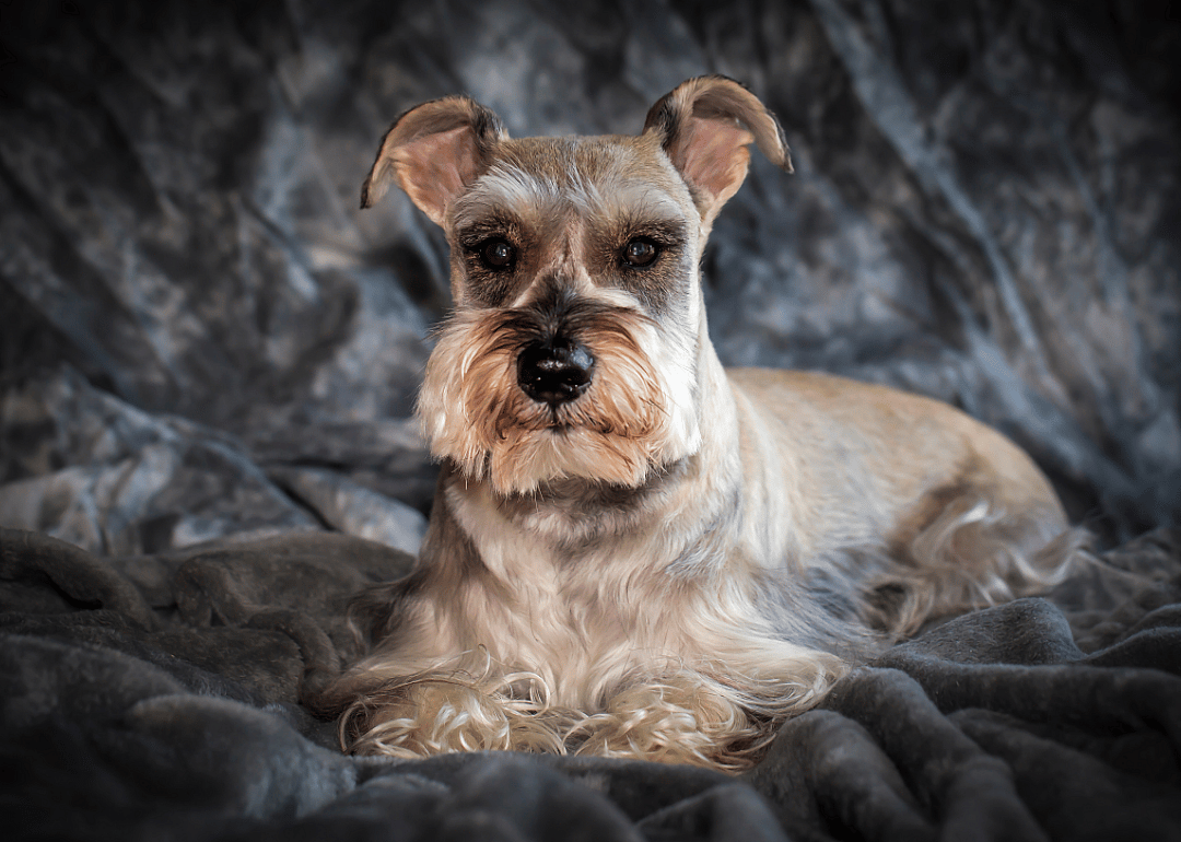 #4. Miniature schnauzer