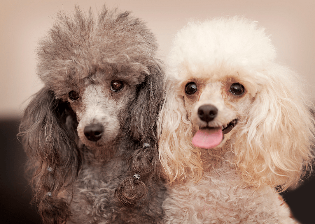 #1. Toy poodle (tie)