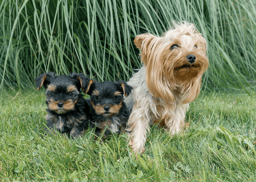 #3. Yorkshire terrier