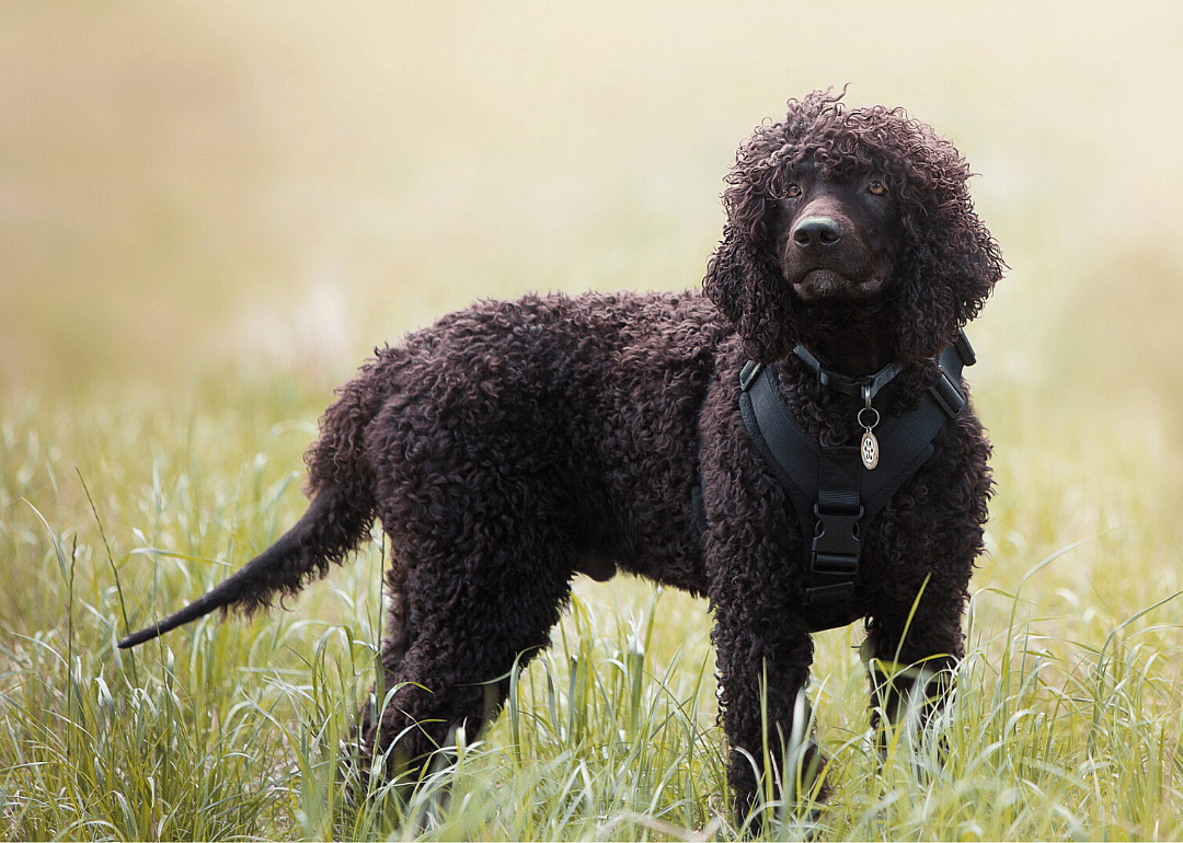 #21. Irish water spaniel