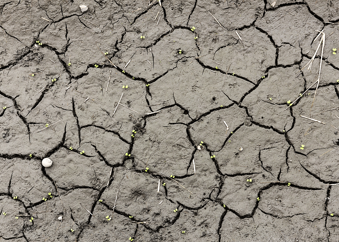A close-up of cracked dirt ground.