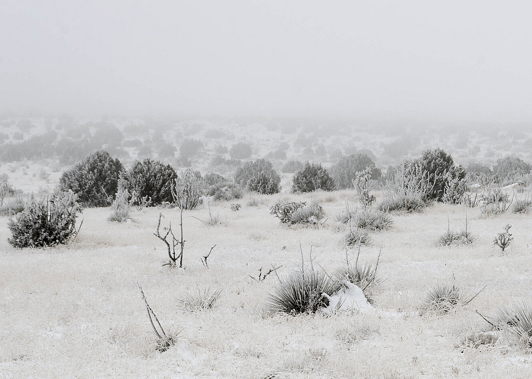 New Mexico