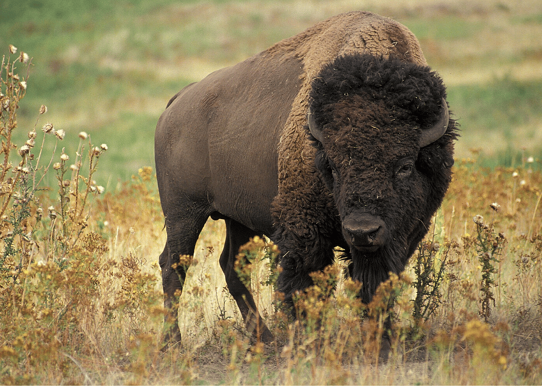 South Dakota