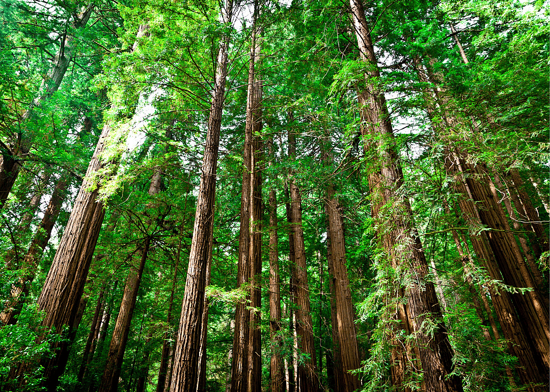 Answer: California